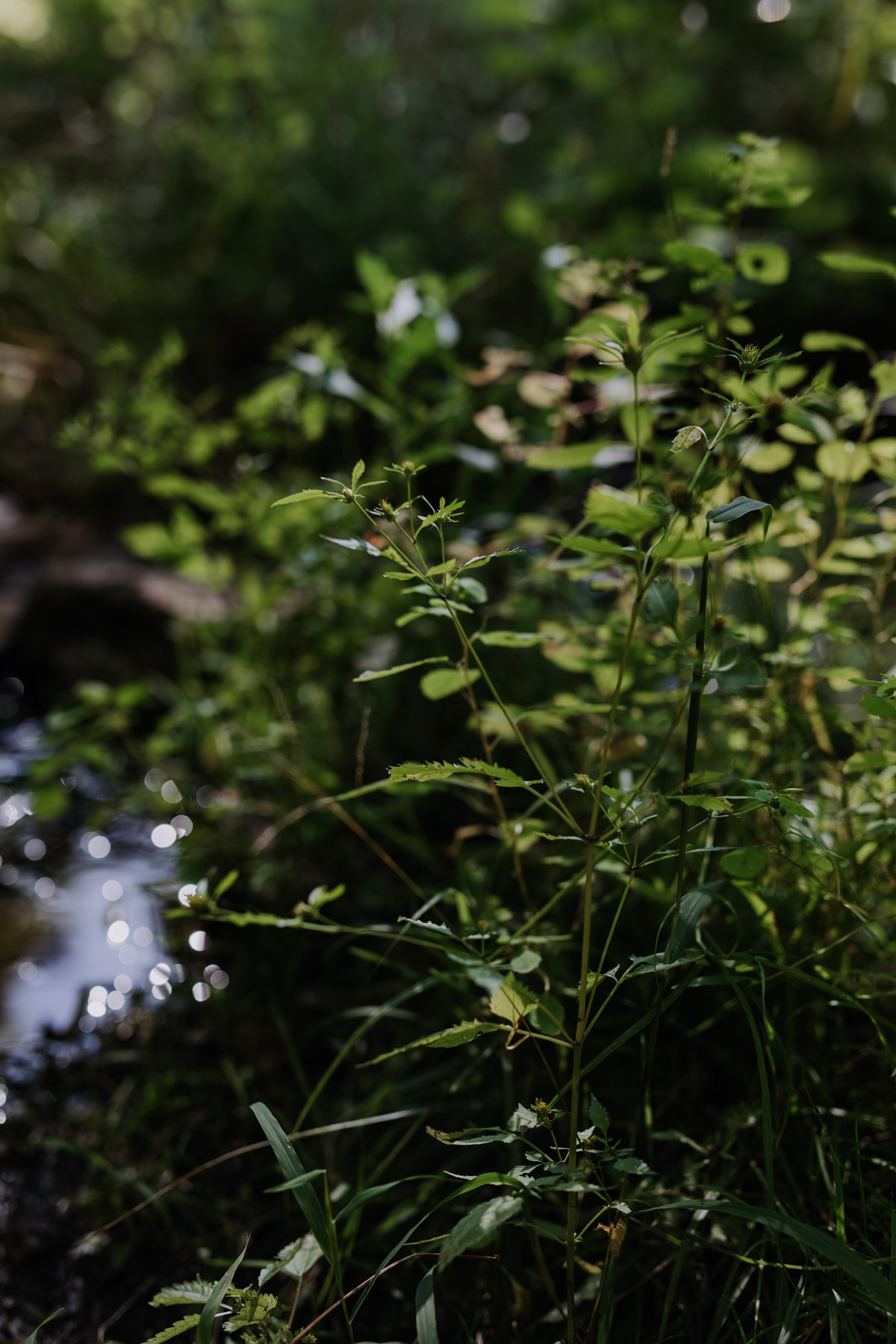 Adelina Gatineau Wedding (16)