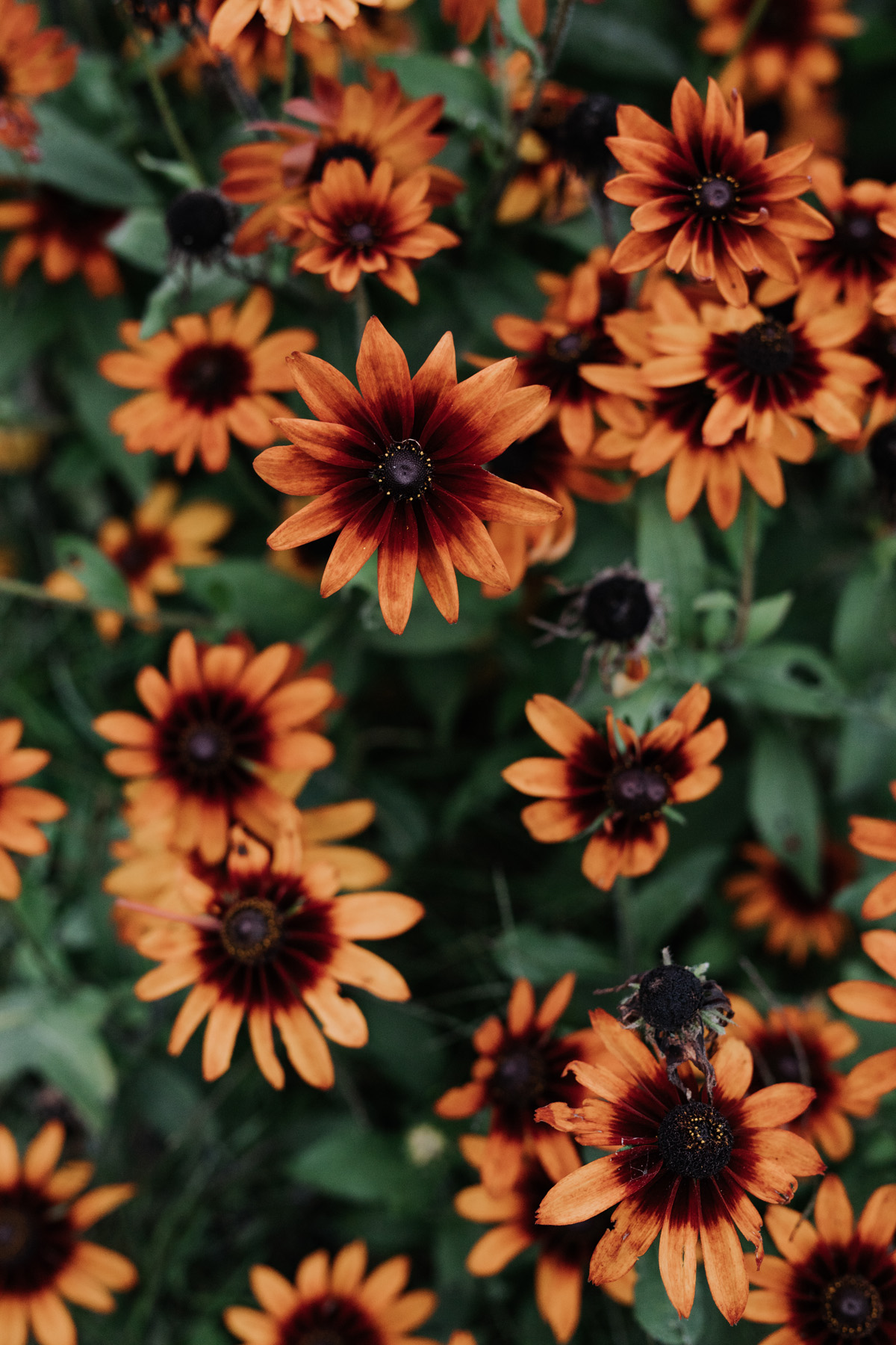 Adelina Gatineau Wedding (60)