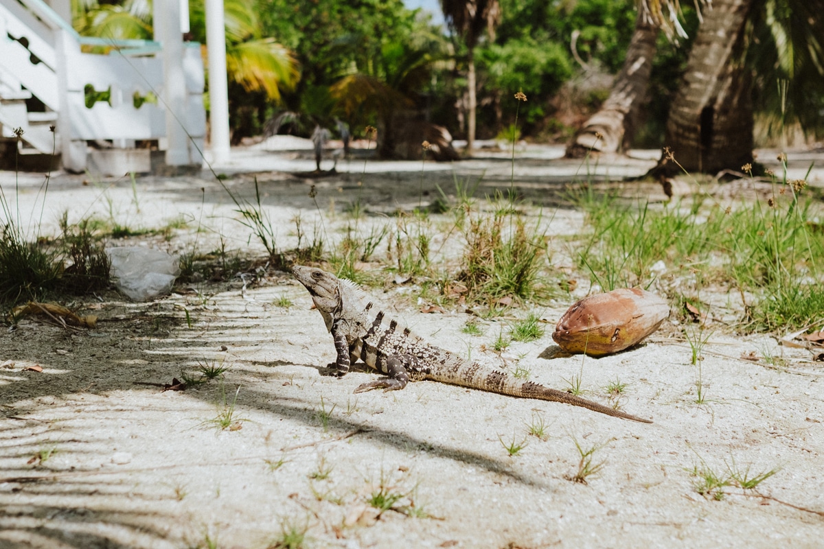 Large iguana on the island of Caye Caulker in Belize