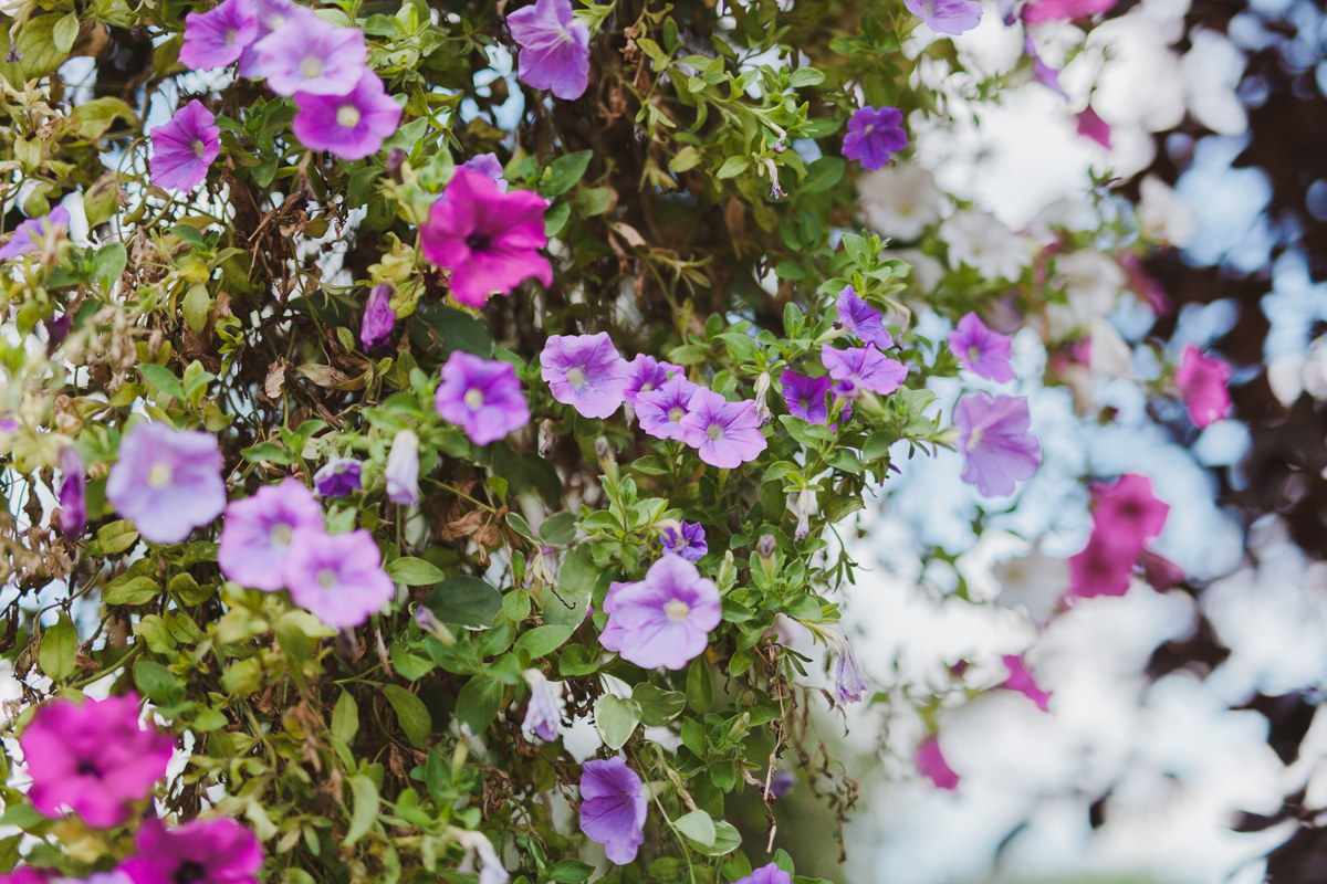 Carleton Place Town Hall Wedding Ottawa Wedding Photographer (1)