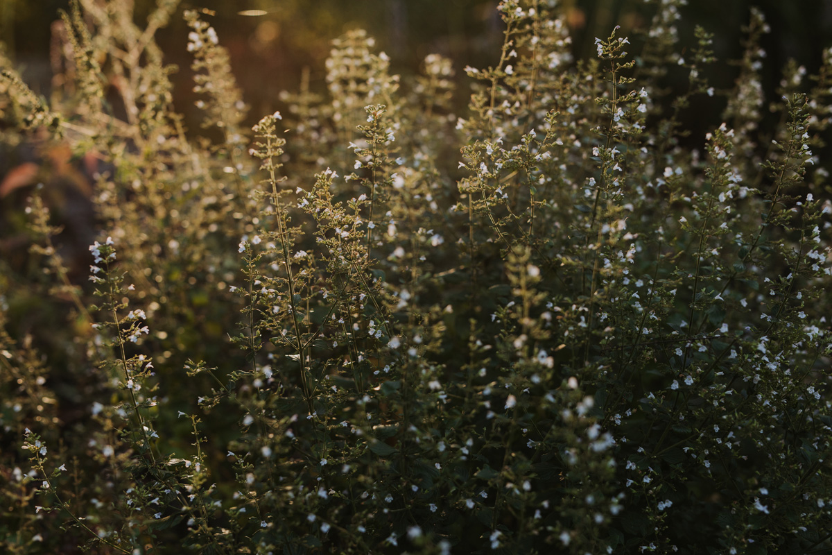 Codes Mill Perth Wedding Venue (31)