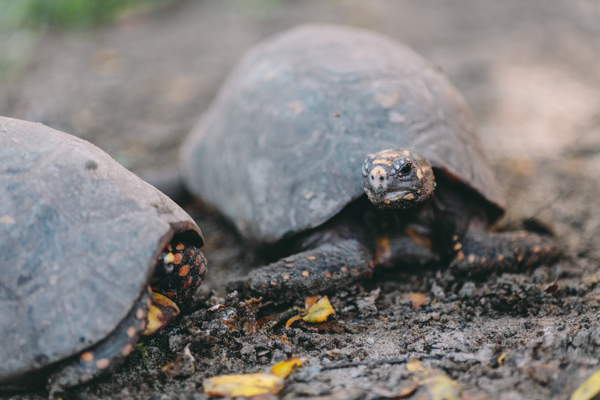 Corn Islands Little Corn Big Corn Nicaragua Photos (139)