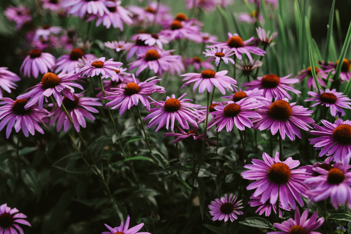 Herb Garden Wedding Ottawa (13)