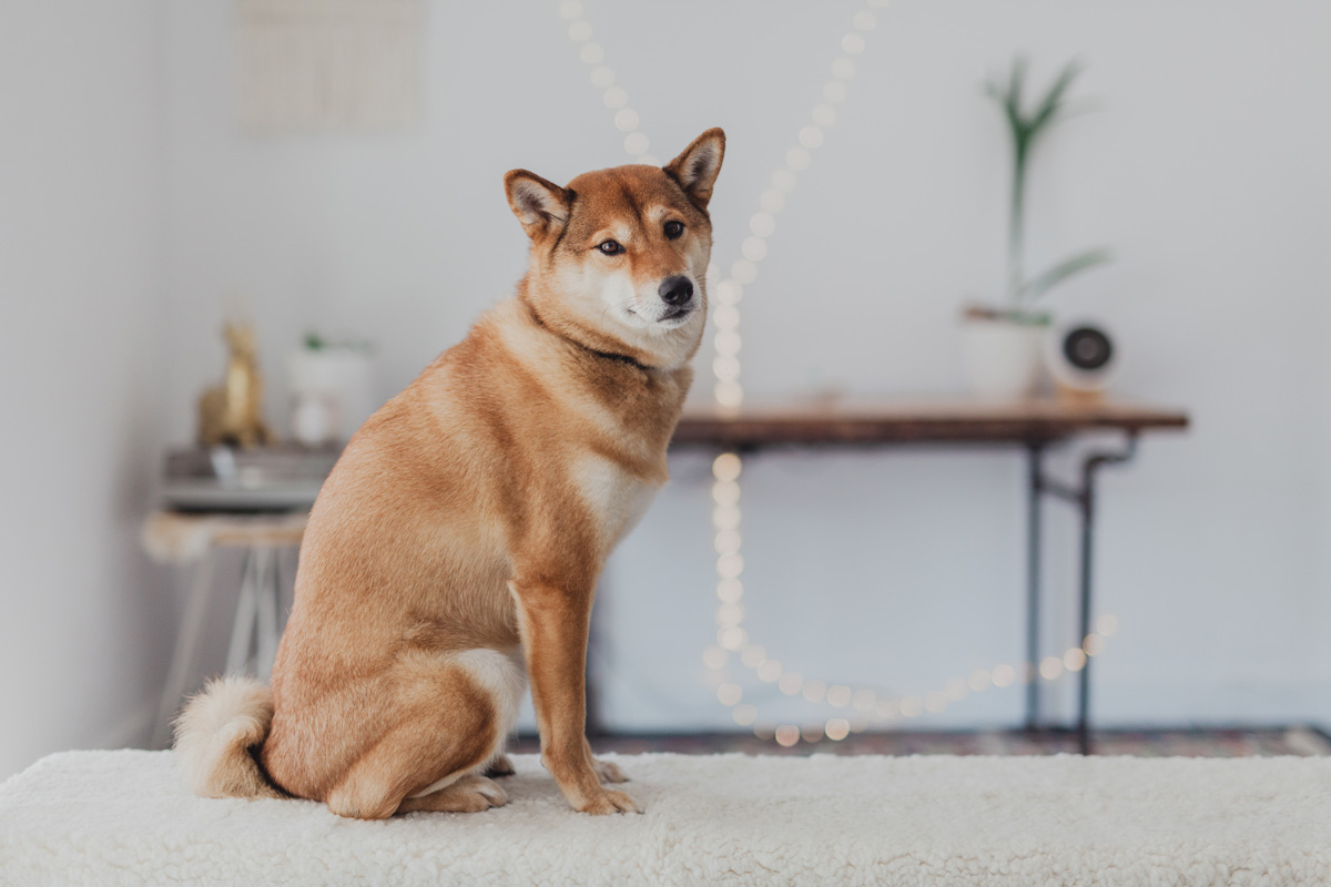 Intimate Hintonburg Wedding Ottawa Photographer Anita Peeples (9)