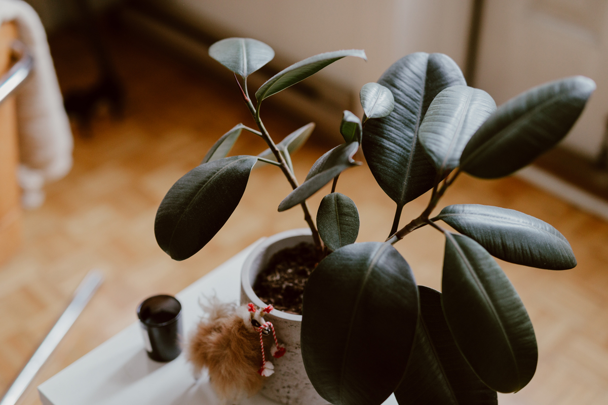 Laura Brisson Point B Digital Marketing Business Portraits (18)