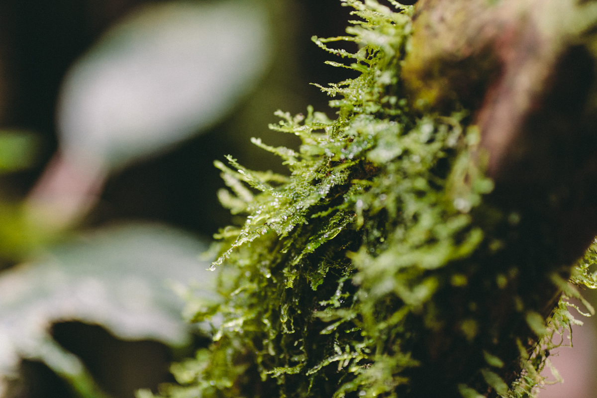 Nicaragua Photography El Castillo Travel (86)