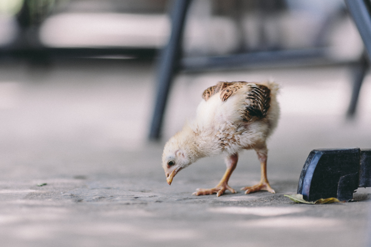 Ometepe Nicaragua Travel Photography (139)