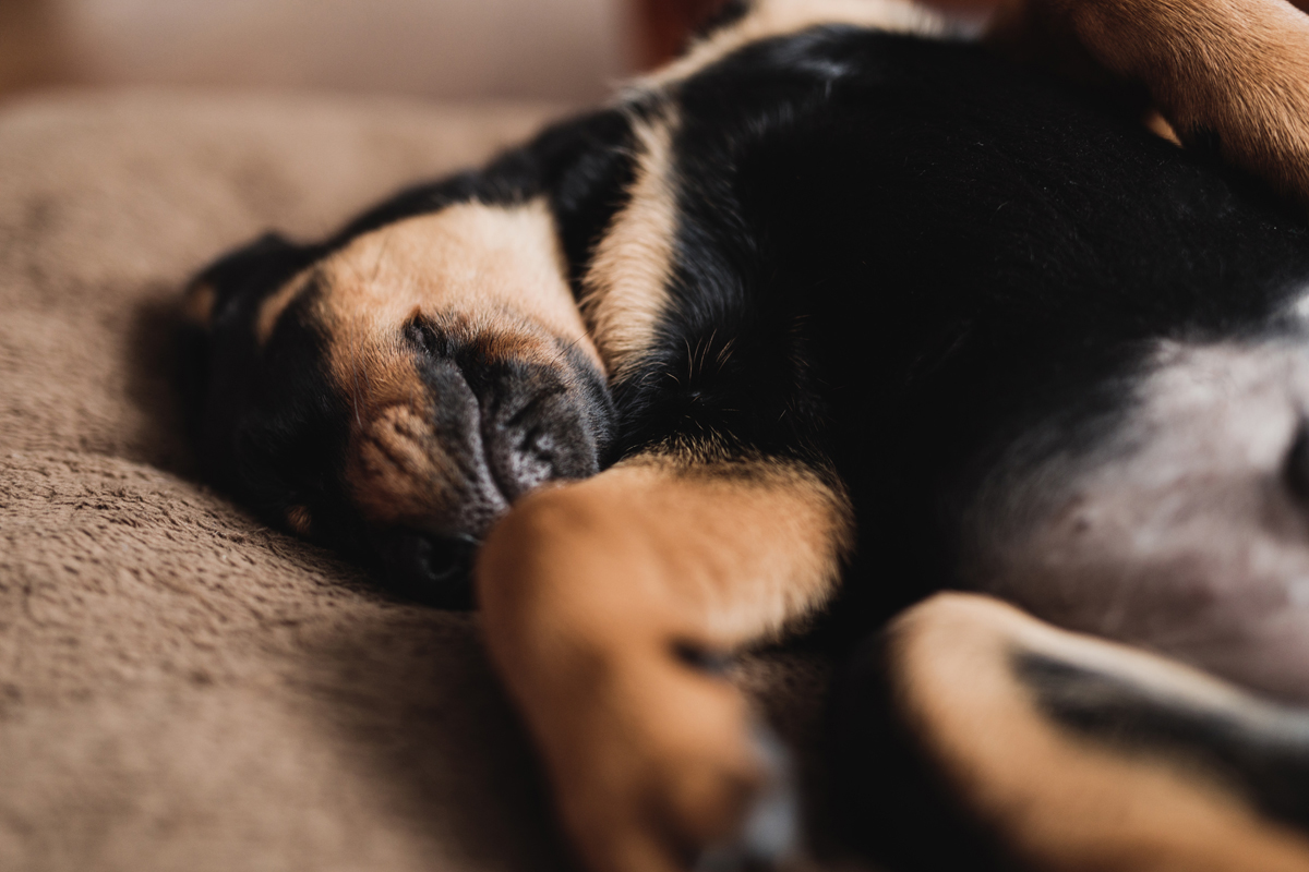 Ottawa Dog Photographer Rottweiler (1)