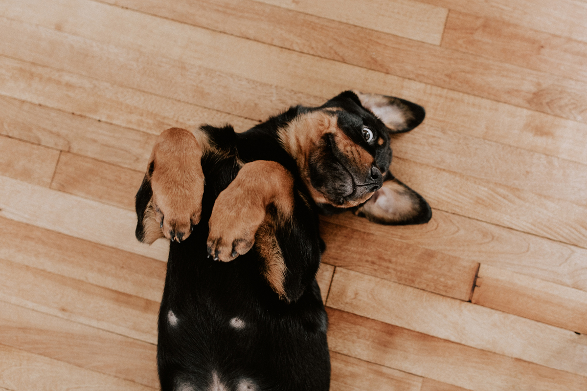 Ottawa Dog Photographer Rottweiler (10)