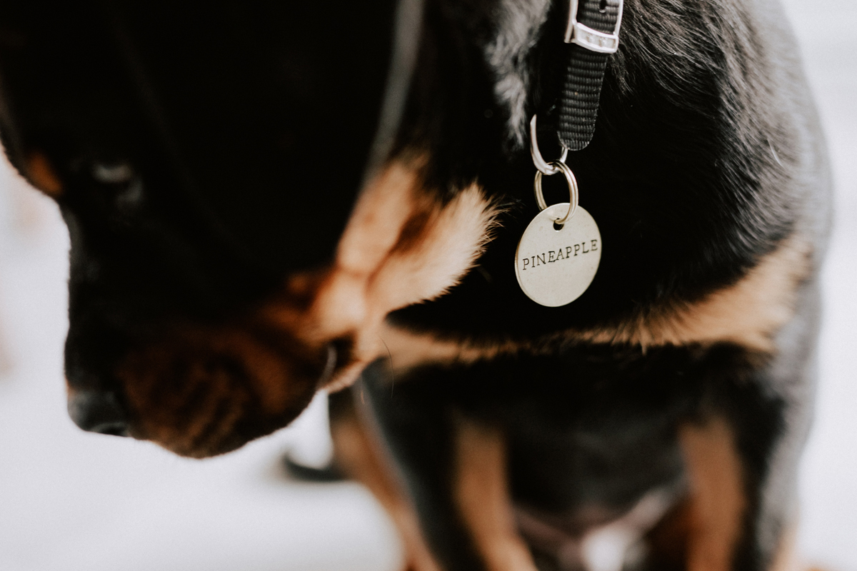 Ottawa Dog Photographer Rottweiler (11)