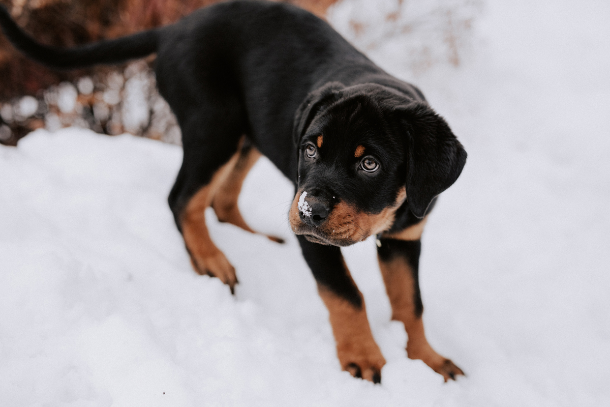 Dog Photography at Home the Rottweiler - Ottawa Dog Photographer ...