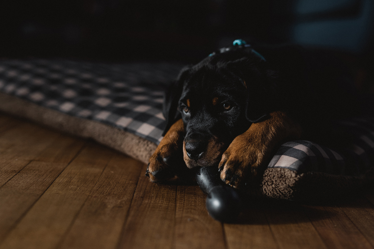 Ottawa Dog Photographer Rottweiler (13)