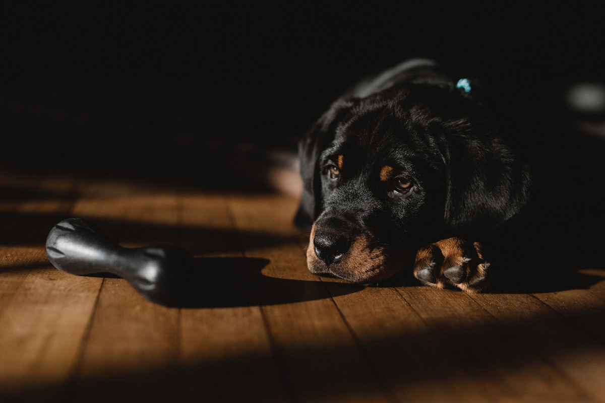 Ottawa Dog Photographer Rottweiler (14)
