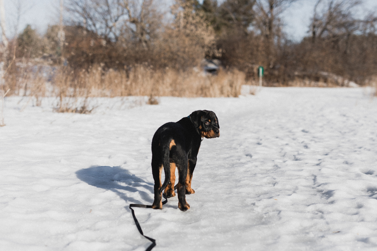 Ottawa Dog Photographer Rottweiler (15)