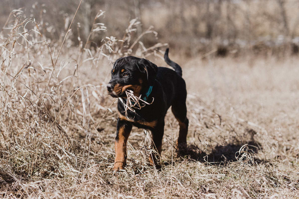 Ottawa Dog Photographer Rottweiler (16)
