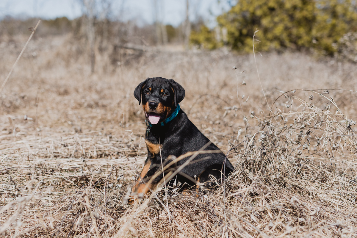Ottawa Dog Photographer Rottweiler (17)