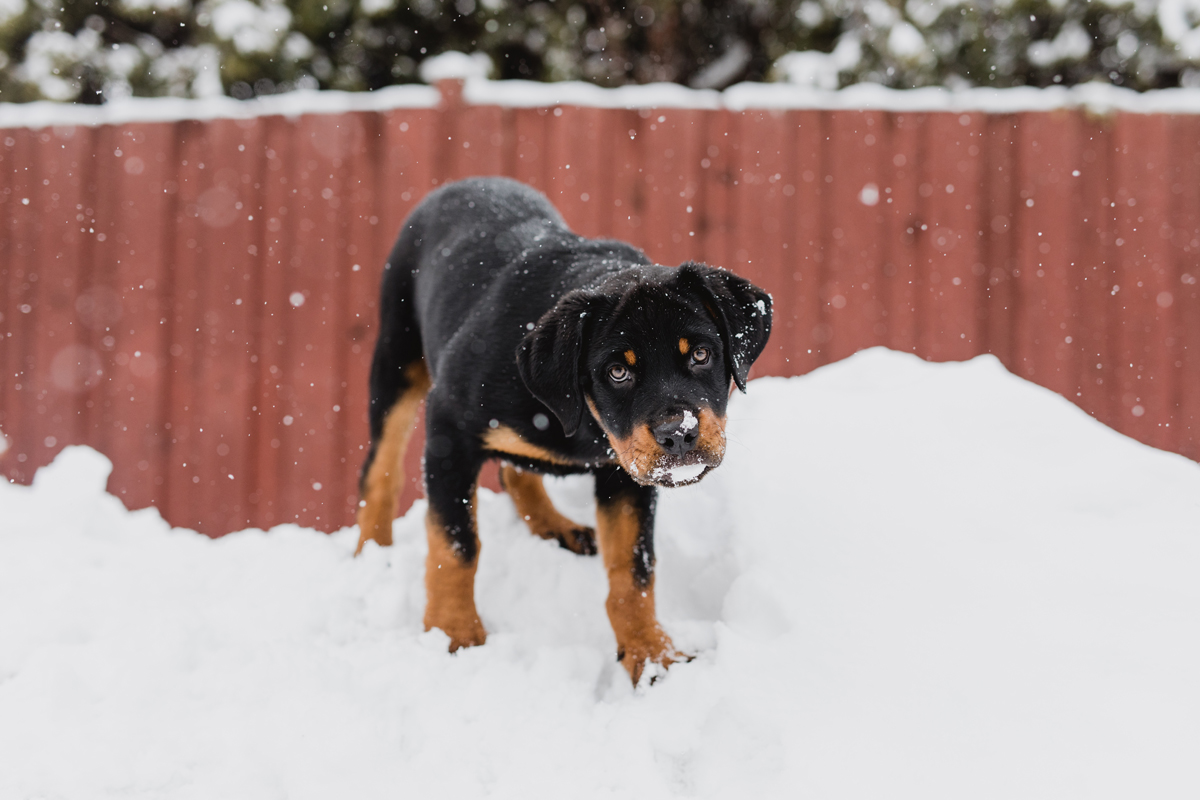 Ottawa Dog Photographer Rottweiler (19)