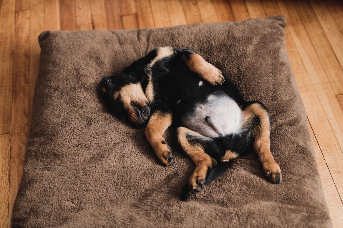 Ottawa Dog Photographer Rottweiler (2)