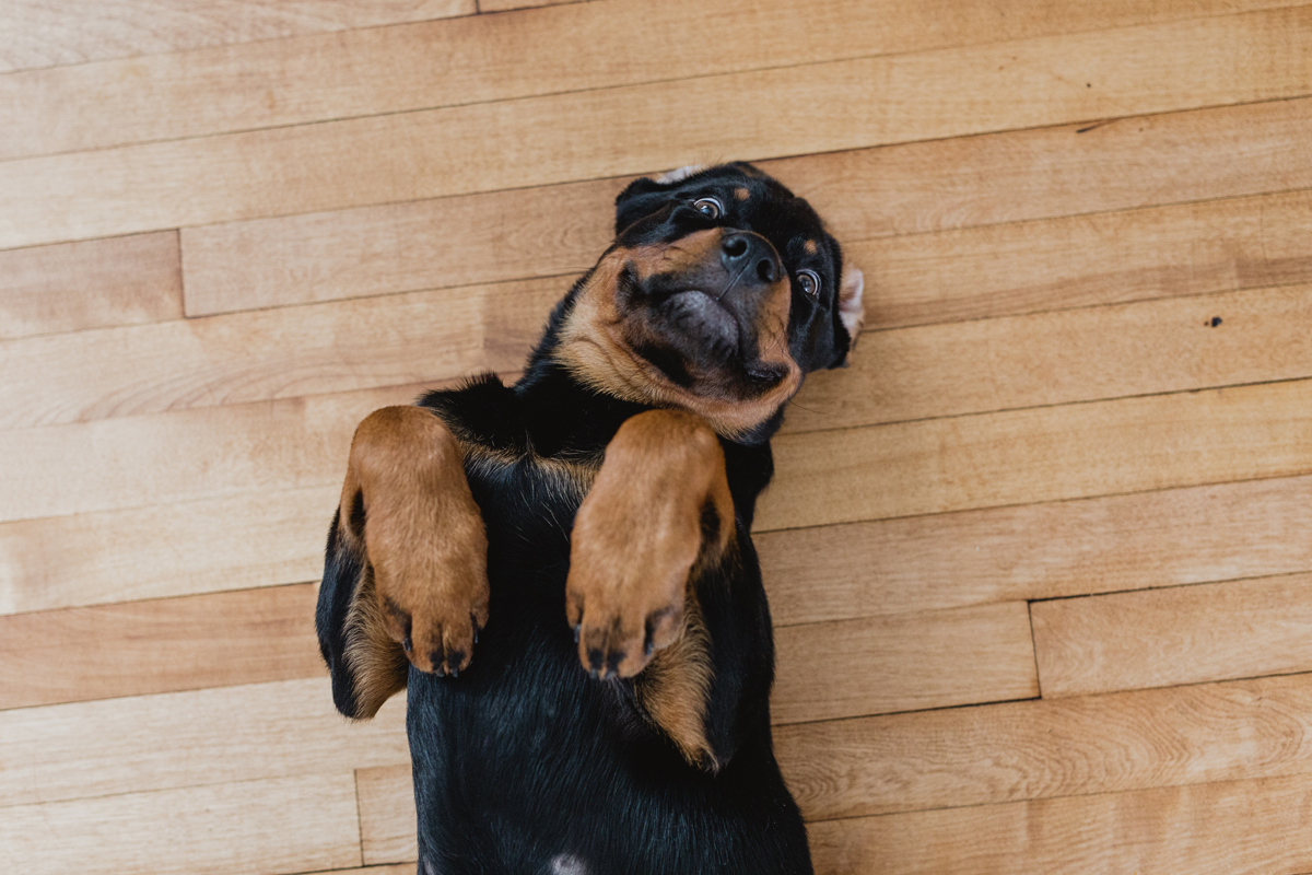 Ottawa Dog Photographer Rottweiler (20)