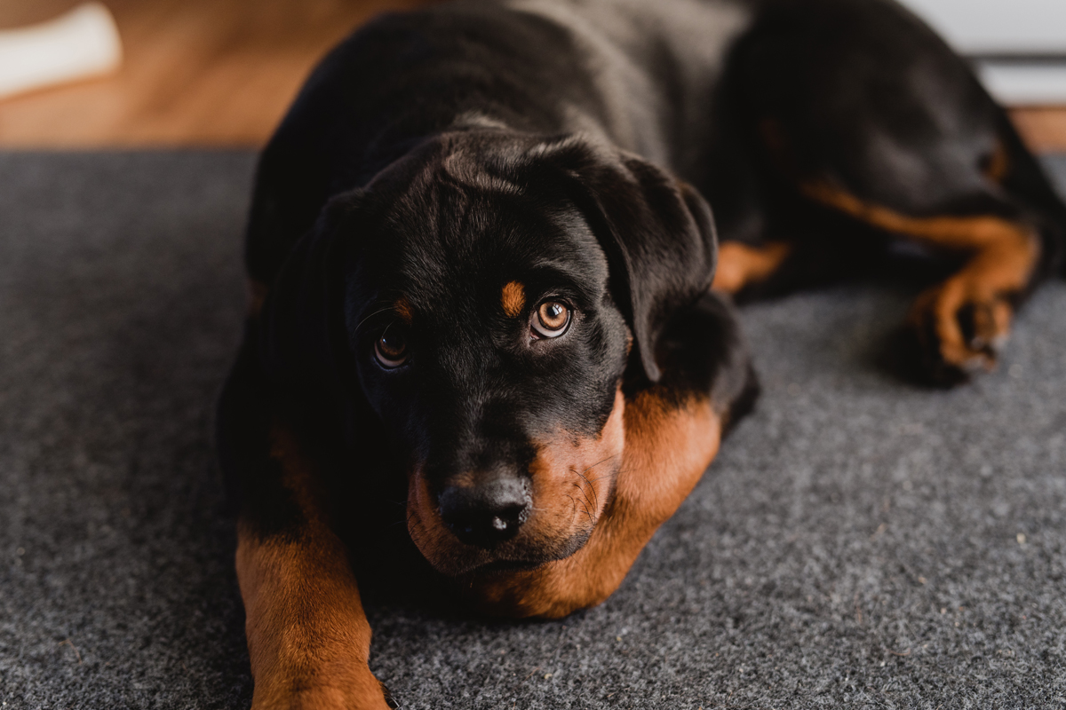 Ottawa Dog Photographer Rottweiler (21)