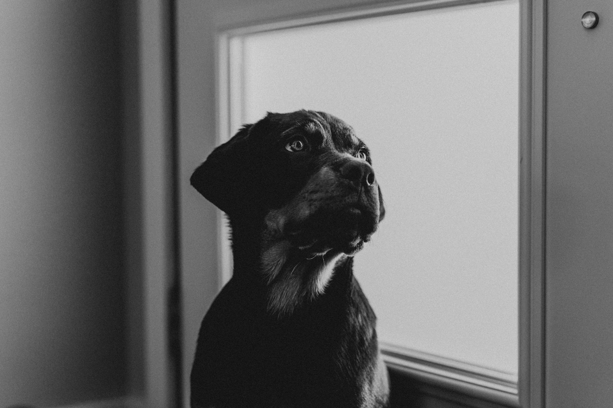 Ottawa Dog Photographer Rottweiler (22)