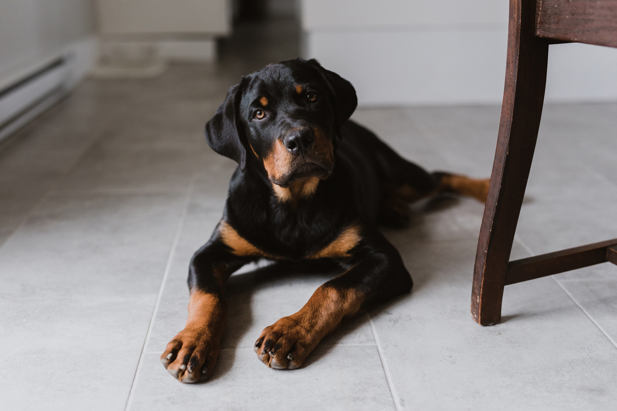 Ottawa Dog Photographer Rottweiler (23)