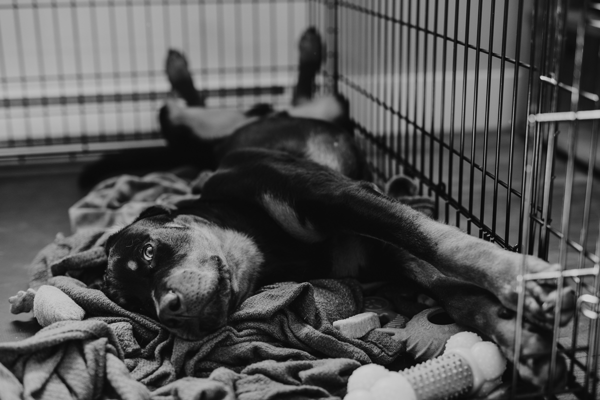 Ottawa Dog Photographer Rottweiler (26)