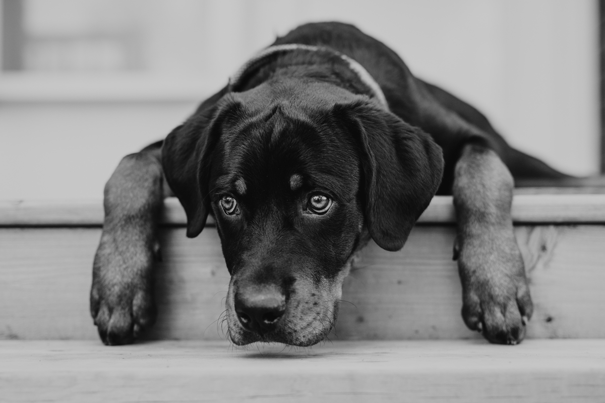 Ottawa Dog Photographer Rottweiler (27)