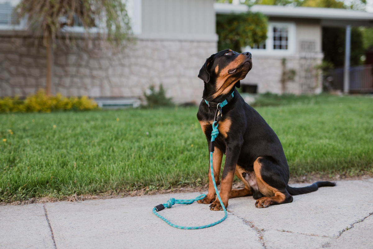Ottawa Dog Photographer Rottweiler (28)