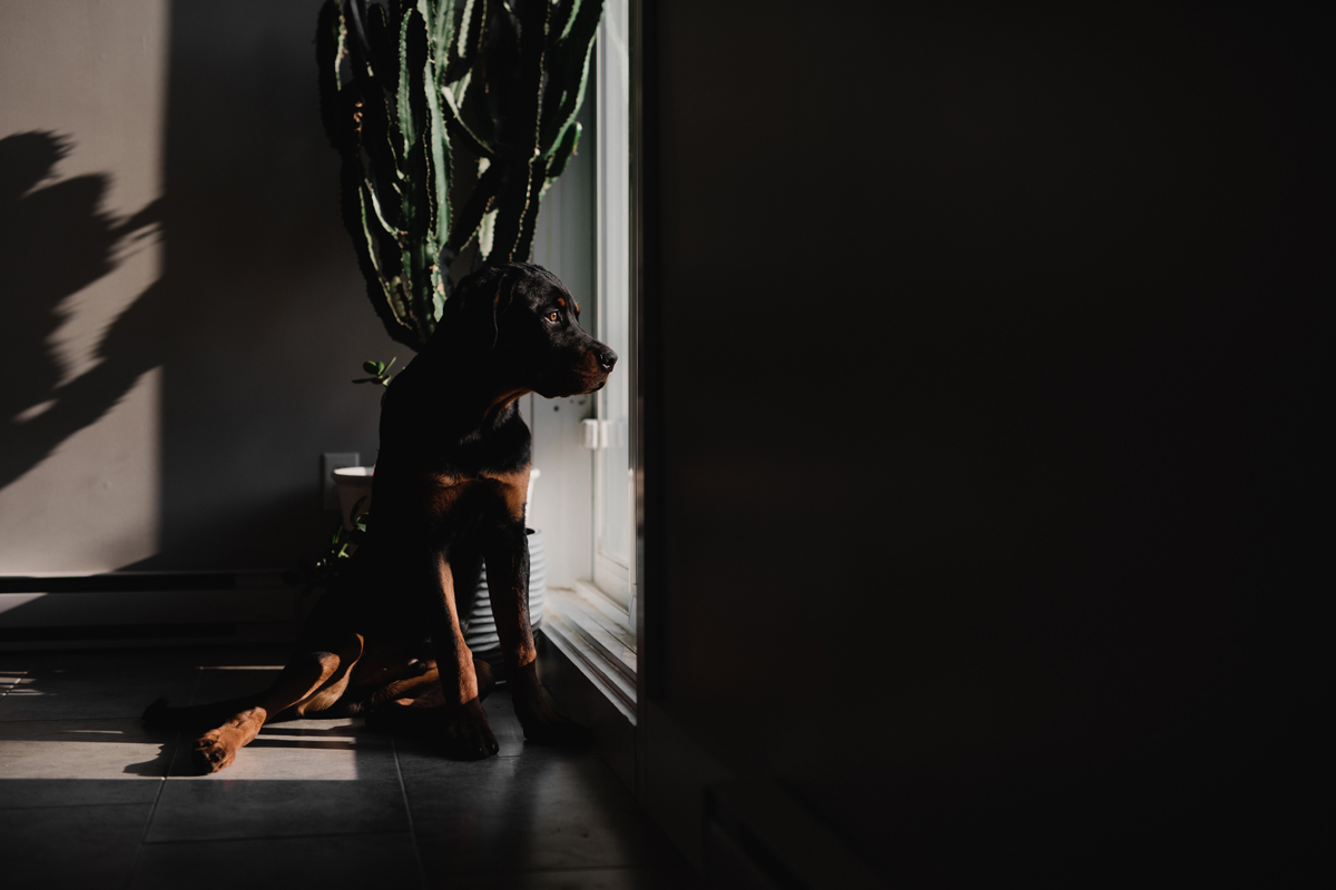 Ottawa Dog Photographer Rottweiler (29)