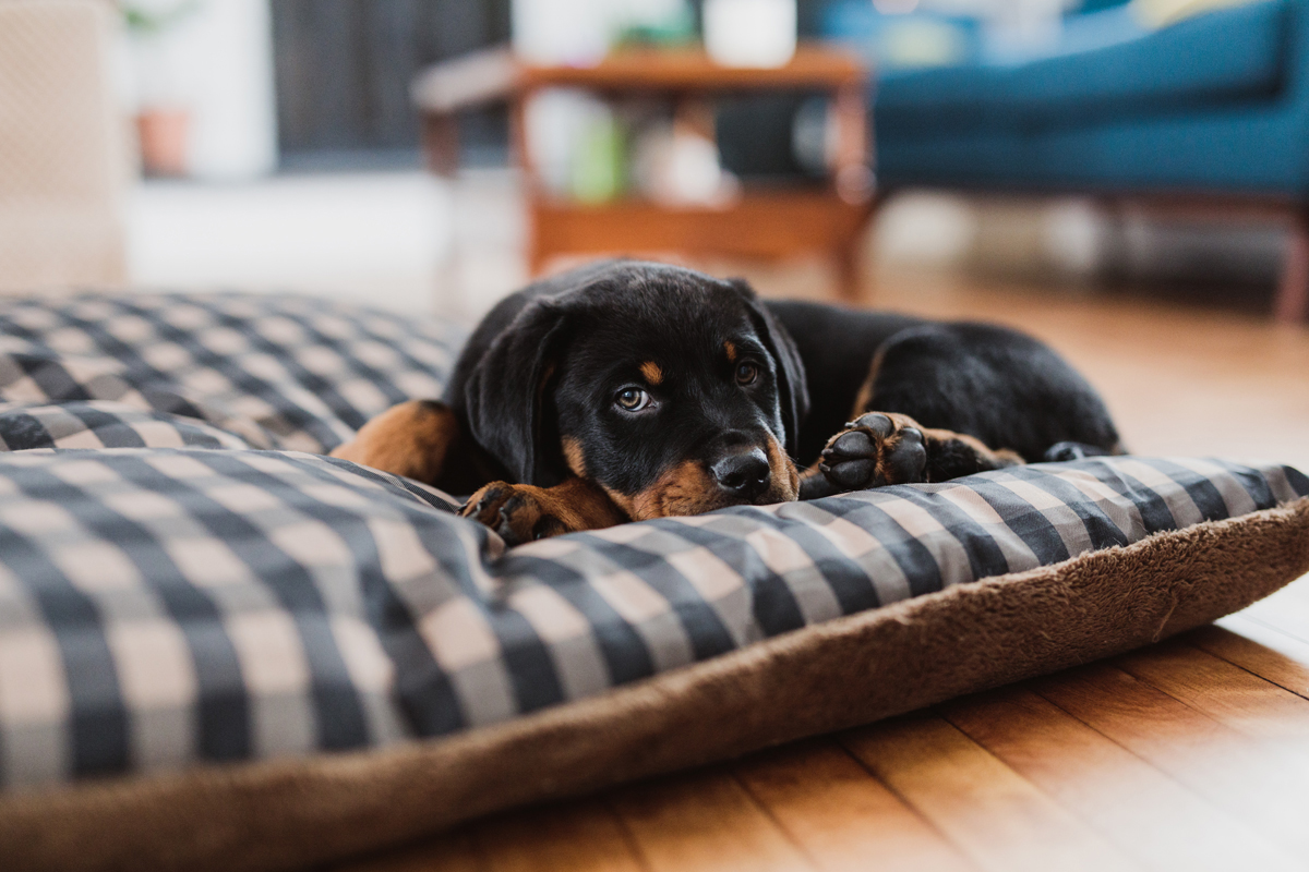 Ottawa Dog Photographer Rottweiler (3)