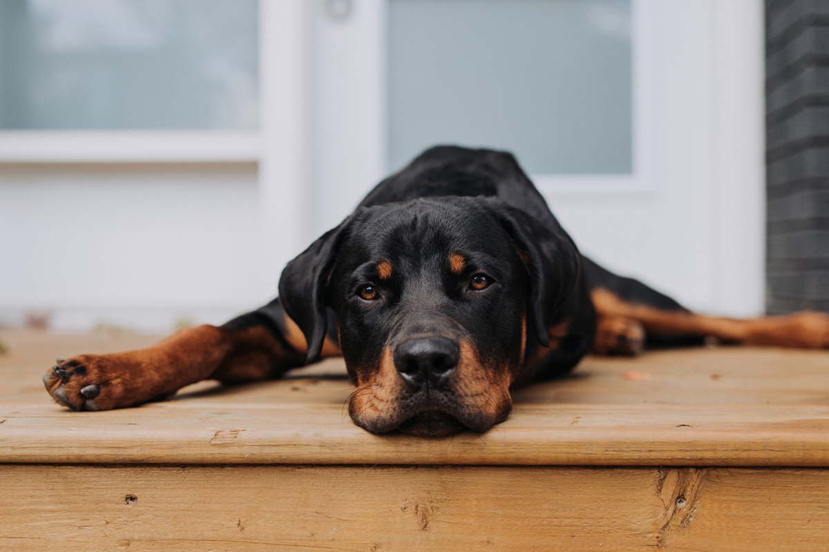 Ottawa Dog Photographer Rottweiler (32)