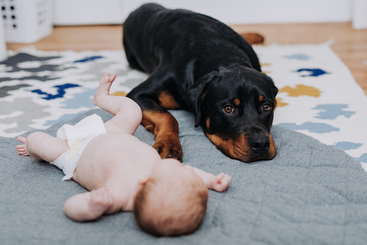 Ottawa Dog Photographer Rottweiler (33)