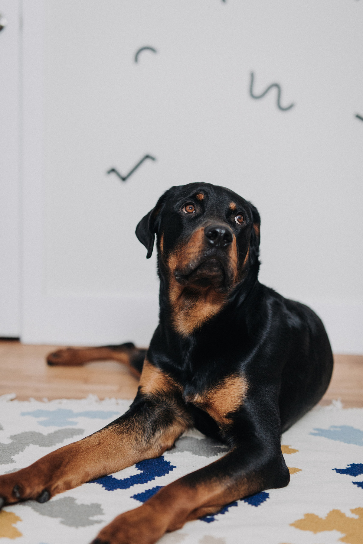 Ottawa Dog Photographer Rottweiler (37)