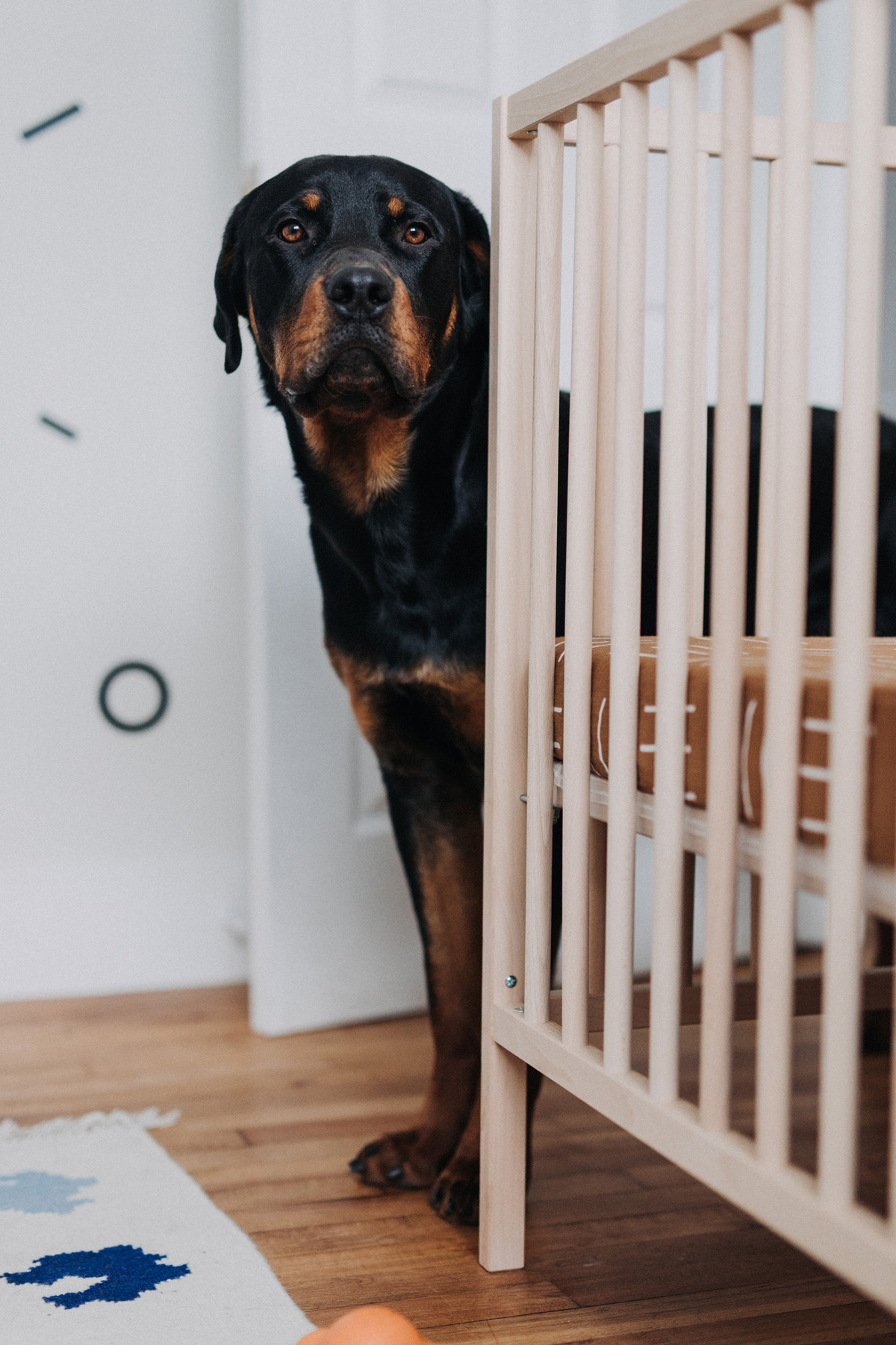 Ottawa Dog Photographer Rottweiler (38)