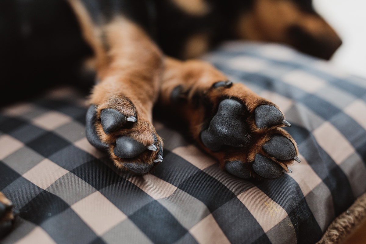 Ottawa Dog Photographer Rottweiler (4)