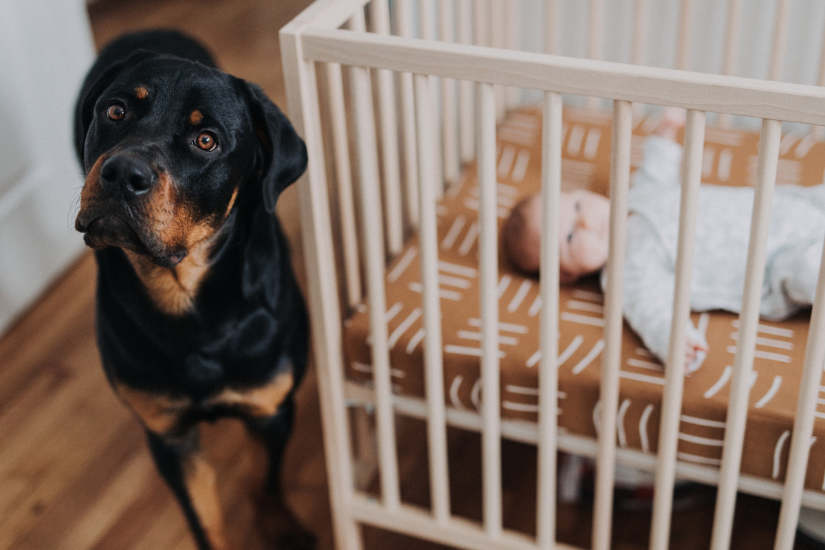 Ottawa Dog Photographer Rottweiler (42)