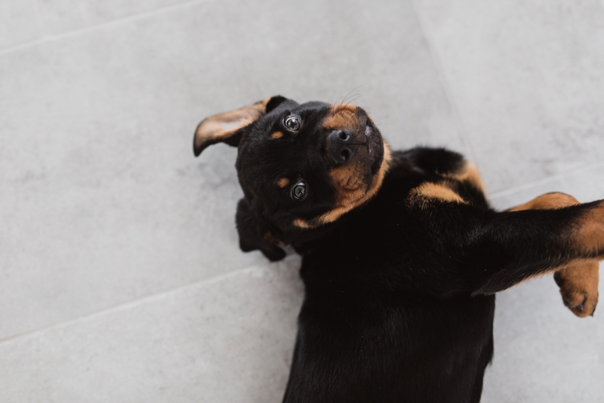 Ottawa Dog Photographer Rottweiler (5)