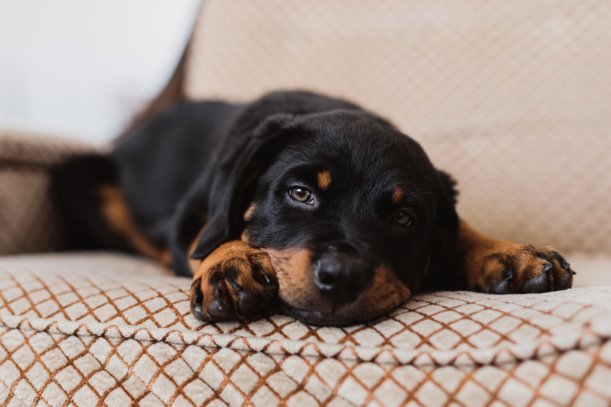 Ottawa Dog Photographer Rottweiler (7)