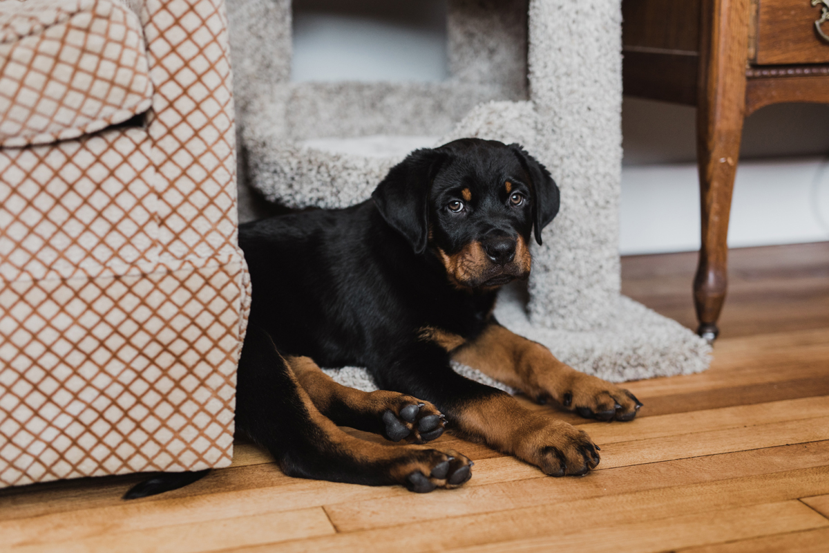 Ottawa Dog Photographer Rottweiler (8)