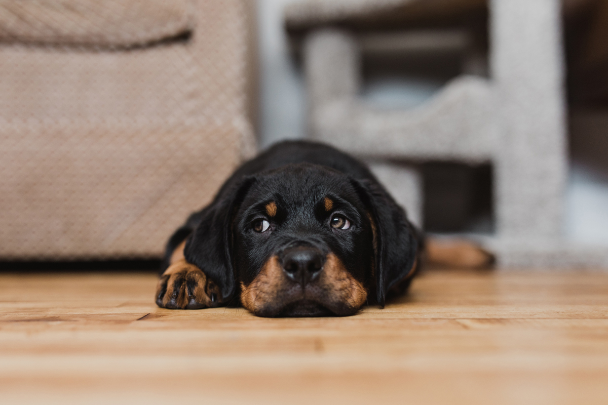 Ottawa Dog Photographer Rottweiler (9)