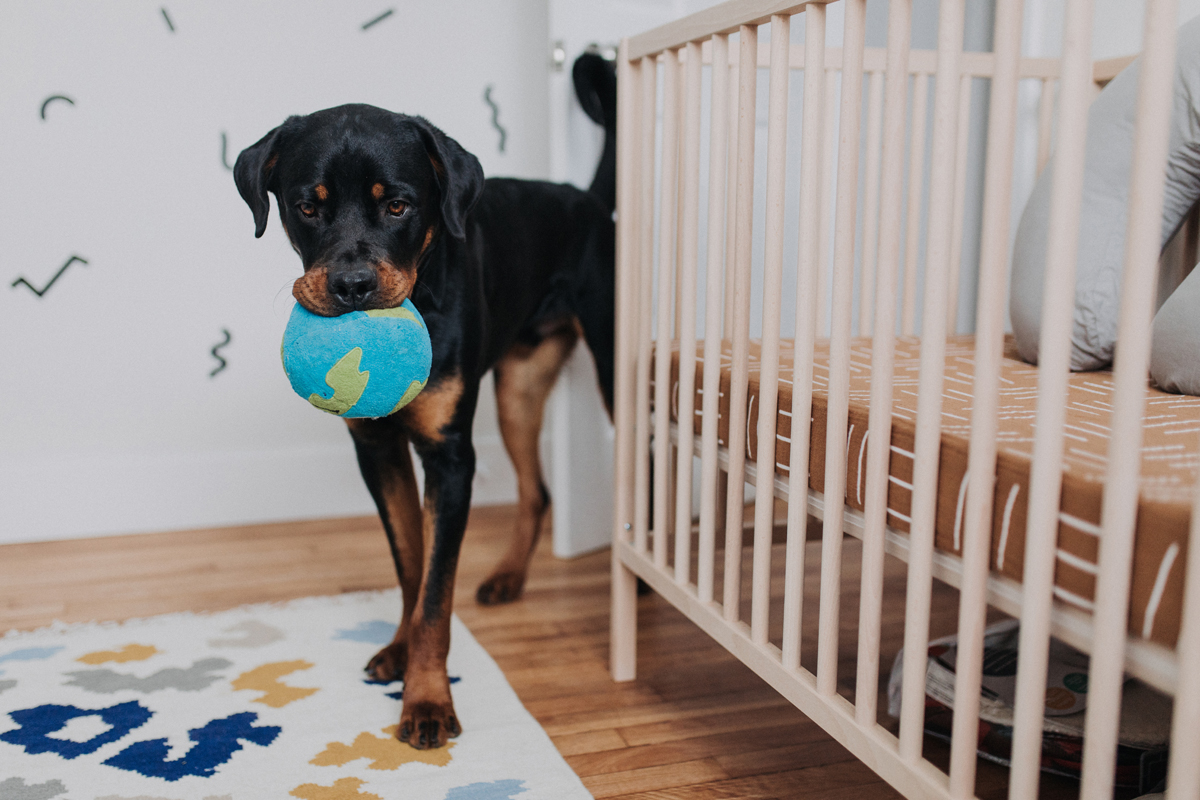Rottweiler with toy in baby nursery