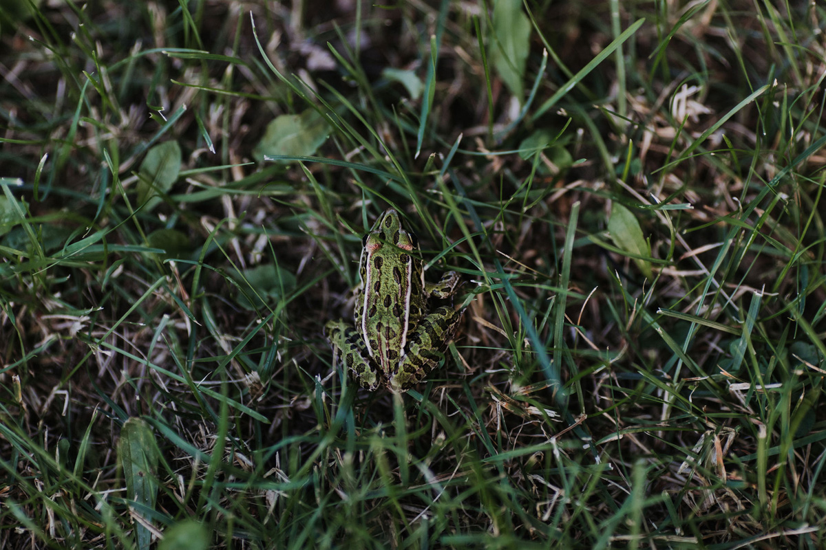 PEC Wedding 100 Acre Wood Prince Edward Country