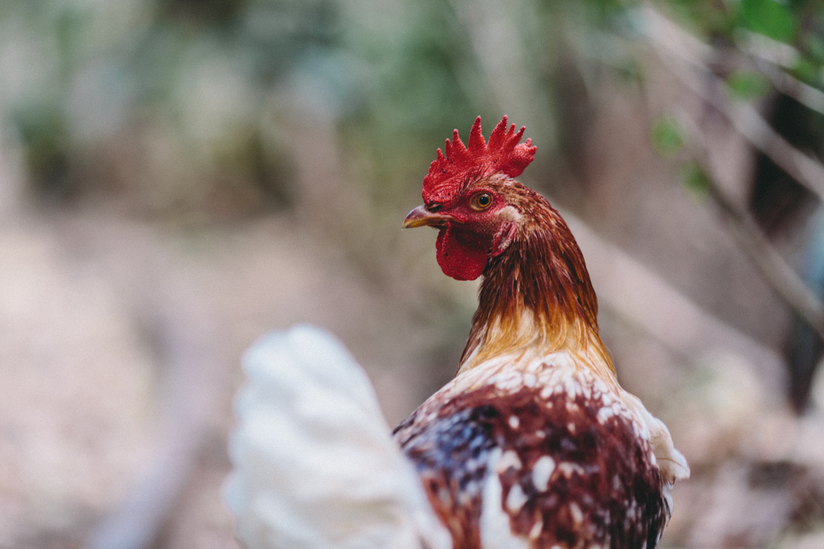 Travel Photography Ometepe Island Nicaragua (20)