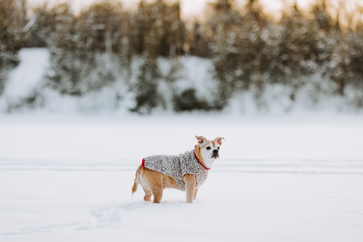 Ottawa Dog Photography In Gatineau Park (17)