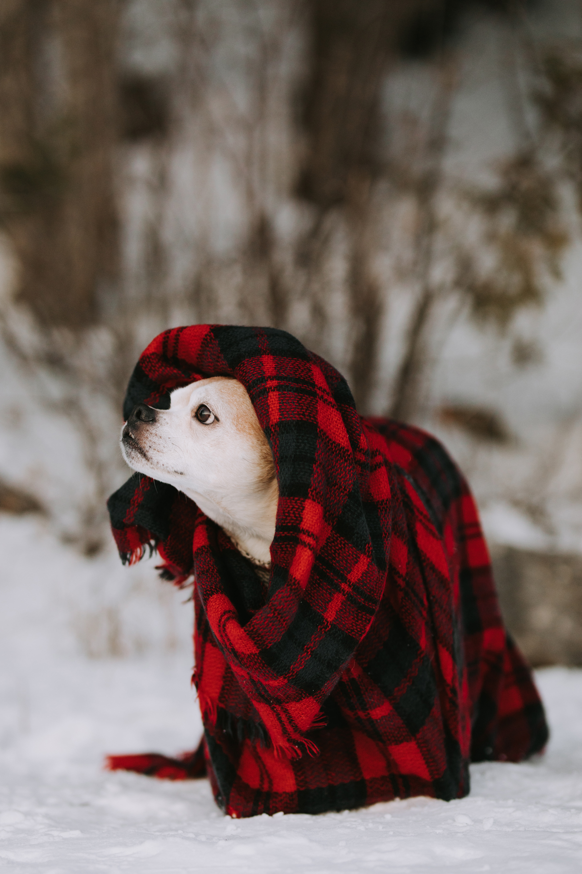 Ottawa Dog Photography In Gatineau Park (18)