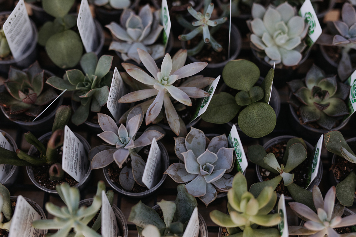 Herb Garden Almonte Fall Wedding (1)