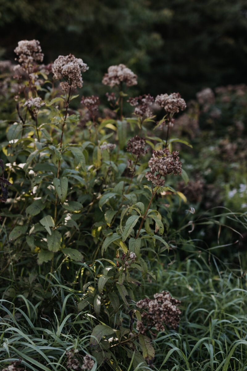 Herb Garden Almonte Fall Wedding (14)