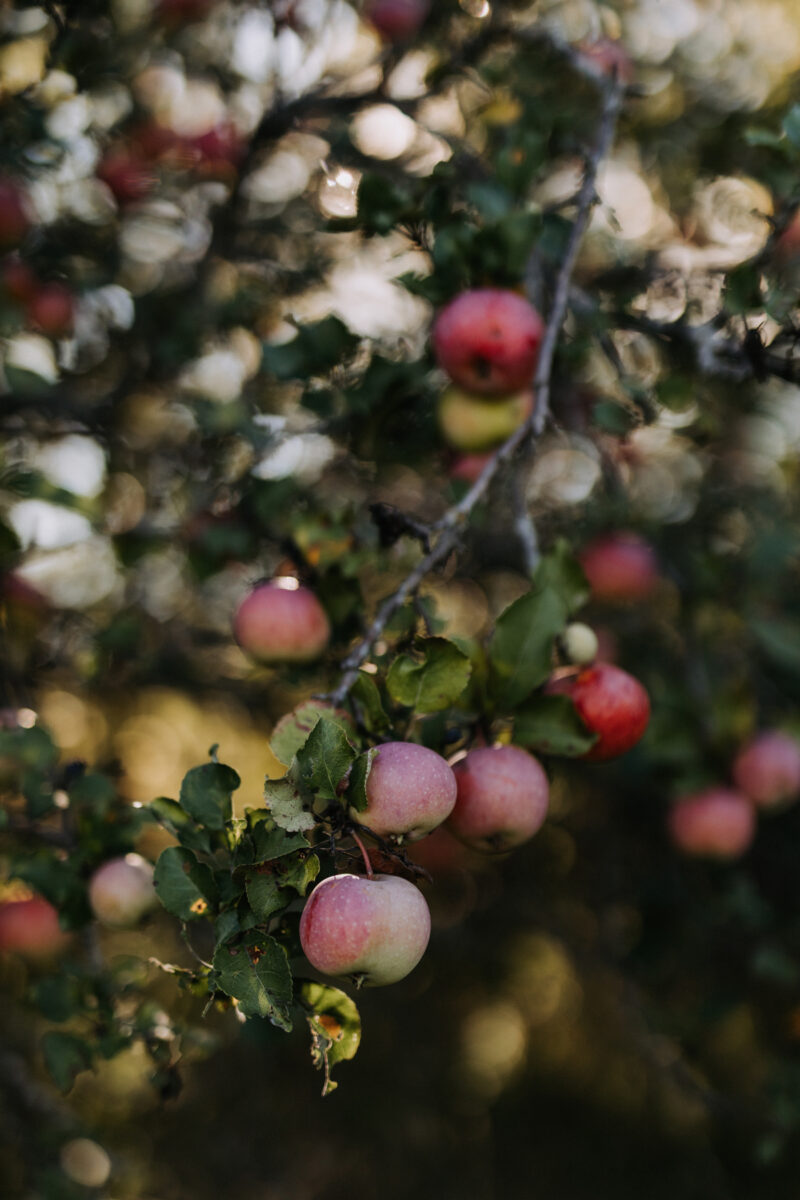 Herb Garden Almonte Fall Wedding (22)