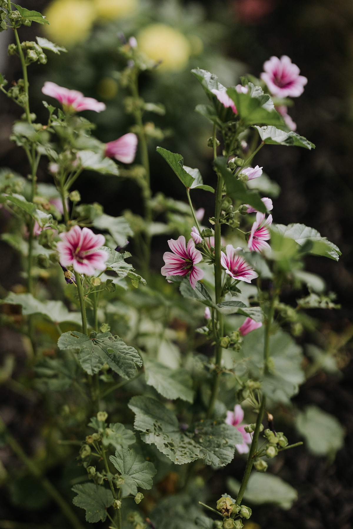Intimate Backyard Lesbian Wedding Photography Ottawa (14)